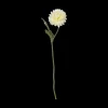 bellis, weiß