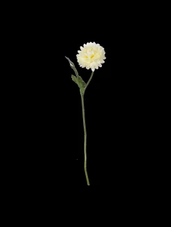 bellis, weiß