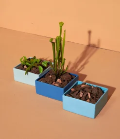 schale, mint